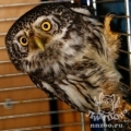 Воробьиный сыч (Glaucidium passerinum)